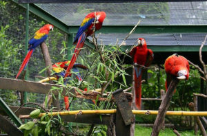 bird-