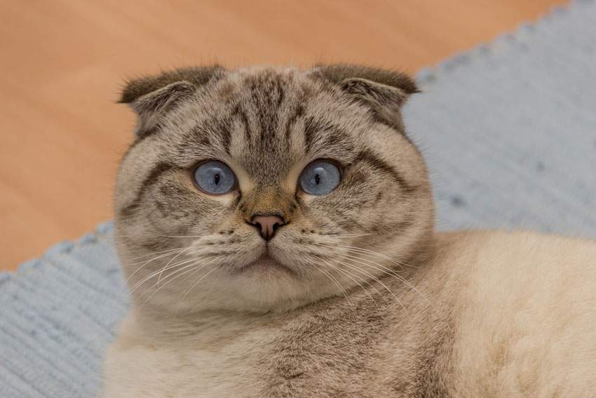 Die Beliebtesten Katzenrassen Tier Magazin
