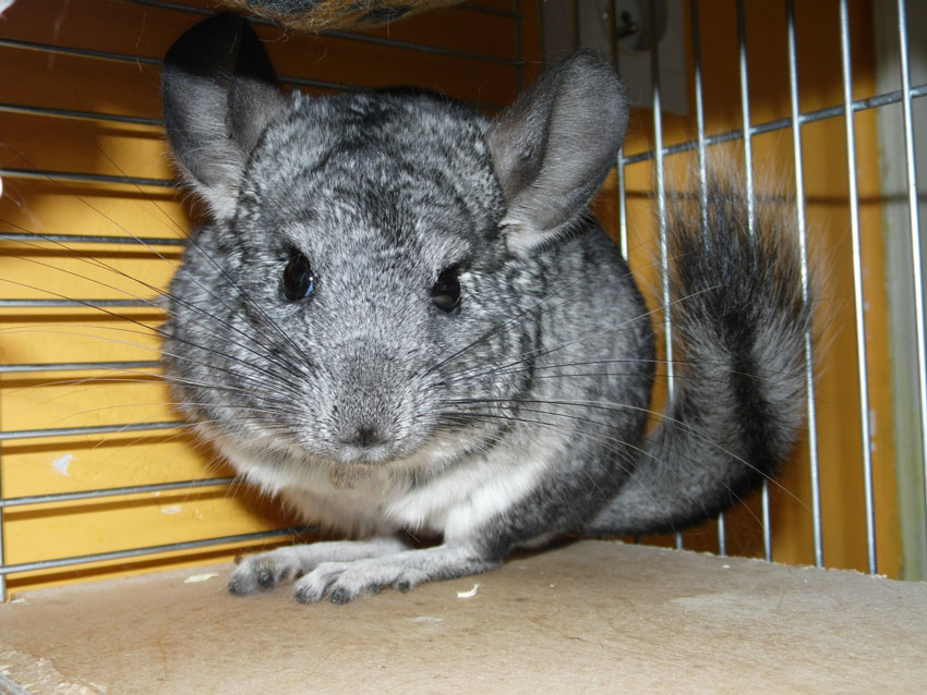 chinchilla-haltung