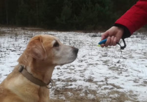 clicker-training-labi