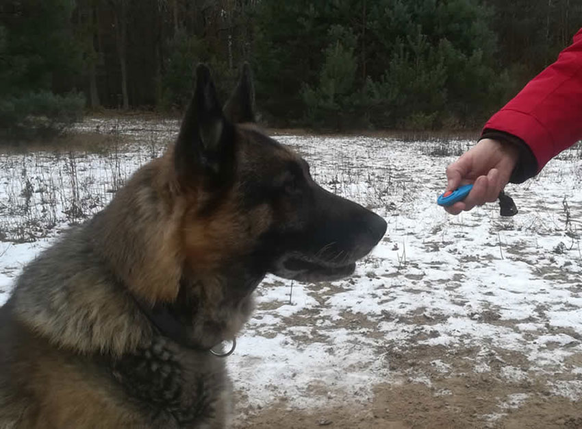 clicker-training-schaeferhund