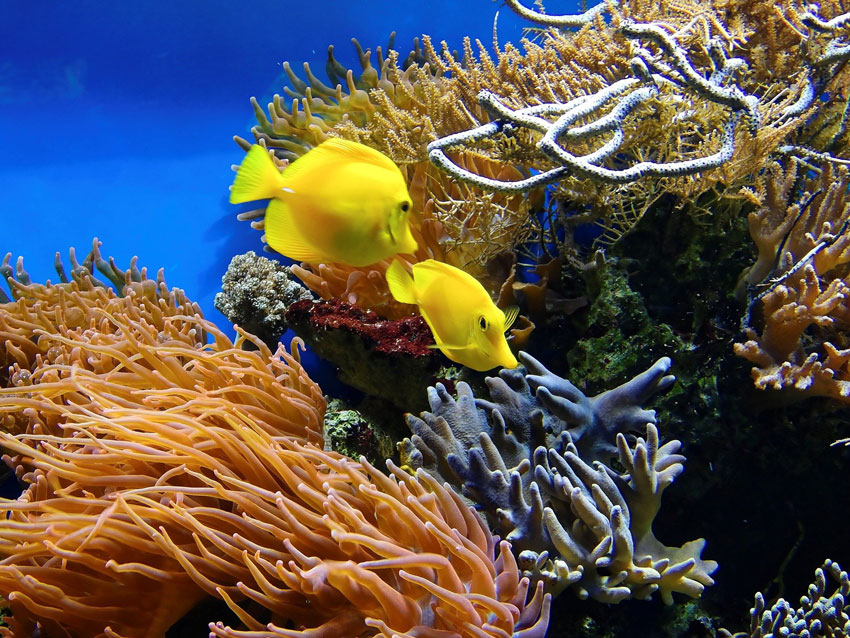 coral-