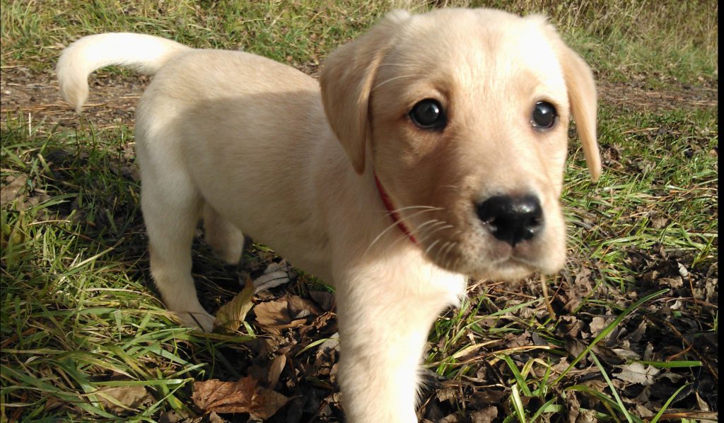 dog-lilly