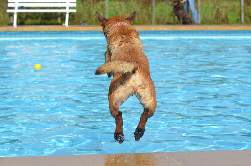 dog-3