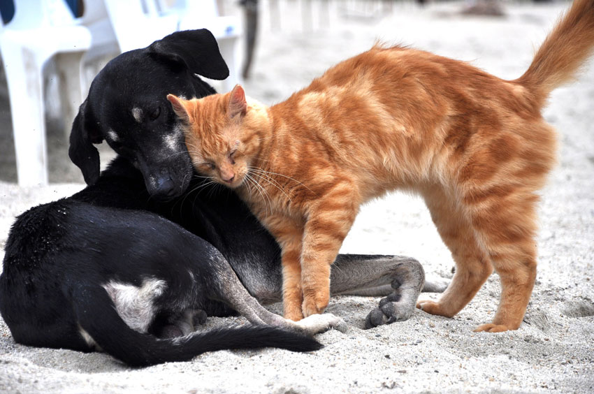 dog-