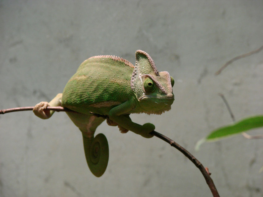 exotische-tiere-handel