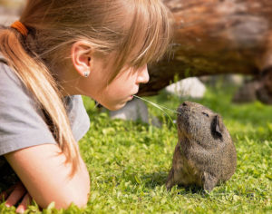 guinea-pig-