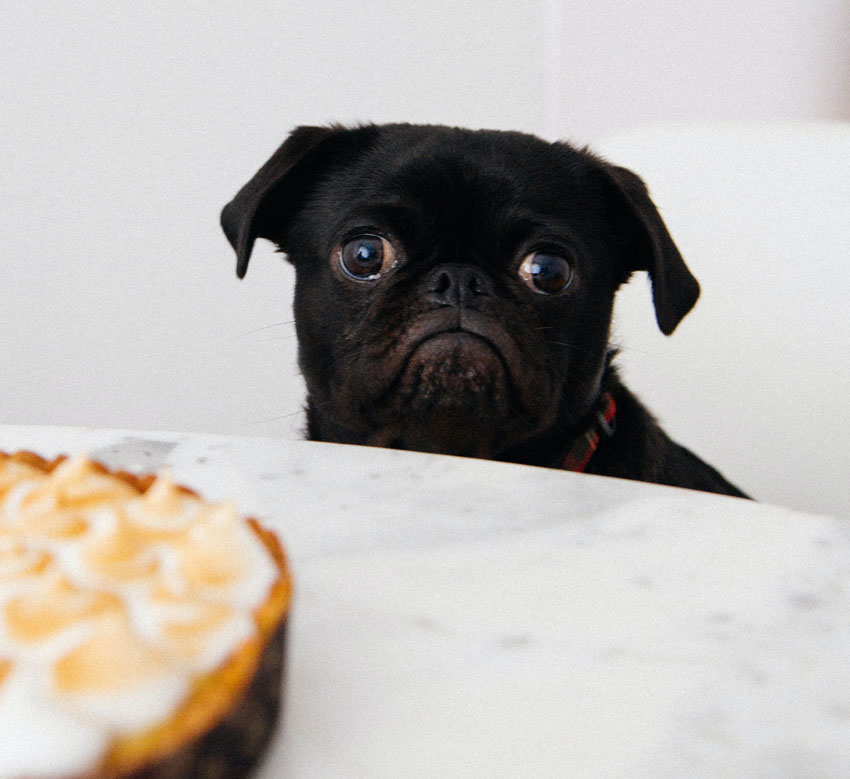 hund-lebensmittel-giftig-