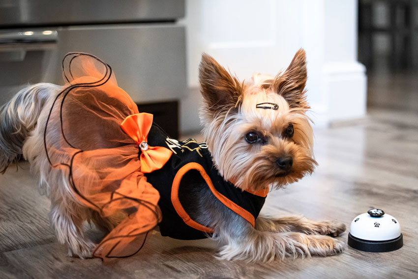 hundebekleidung