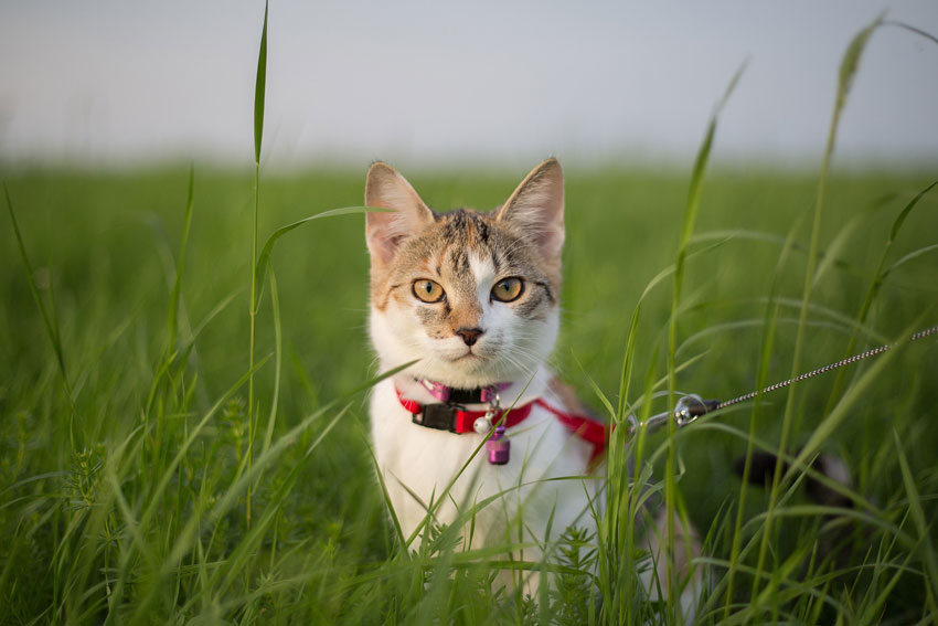 katze-gassi-leine
