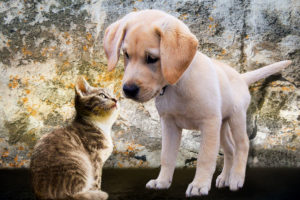 katze-hund-katze