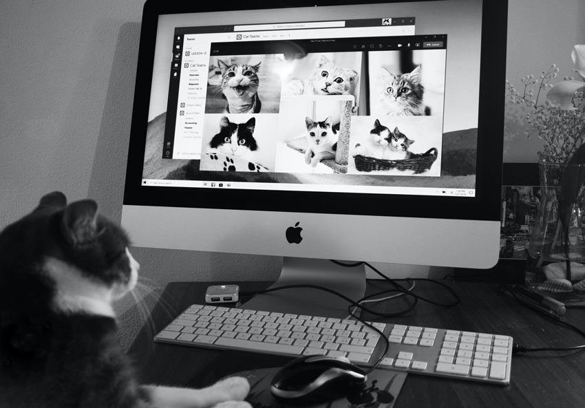 katze-tv