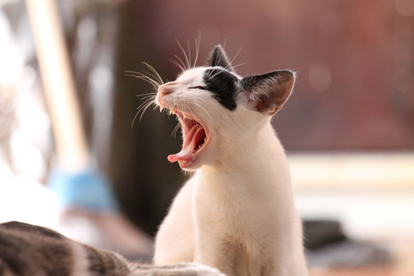 körpersprache-katze