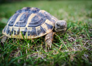 landschildkröte