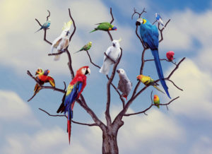 parrots-
