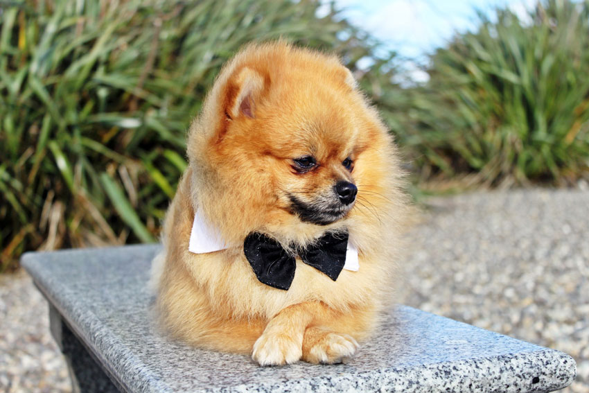 spitz-rassehund