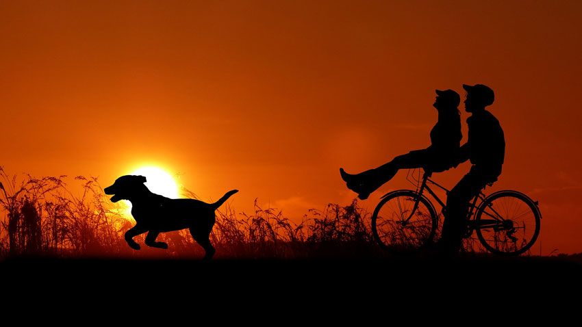 sunset-3fahrrad-hund