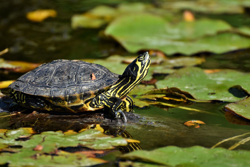 wasserschildkröte