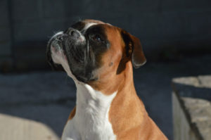 boxer-