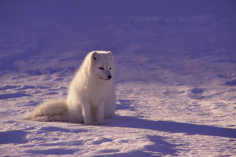arktischer-wolf