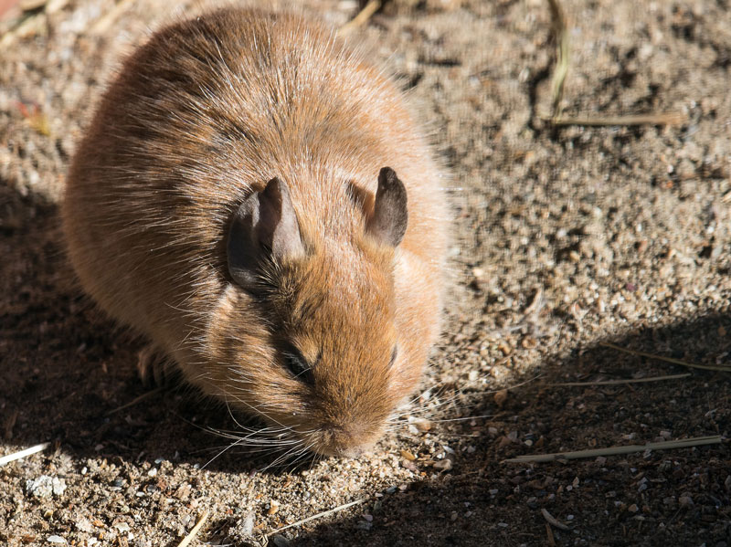 degu