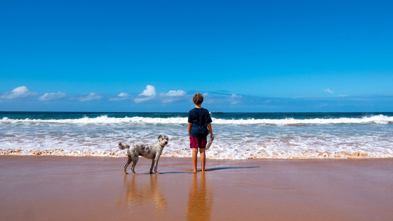 hund-meer