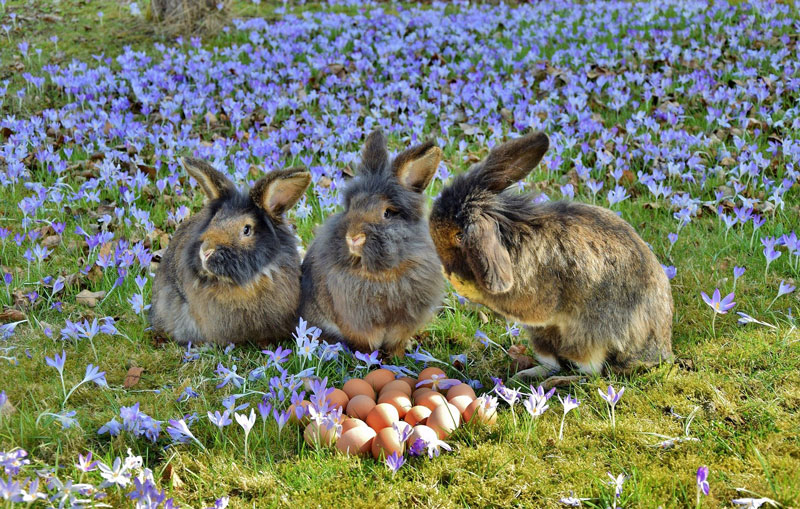 kaninchen-oberbild