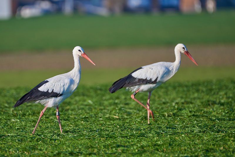 storch-titel