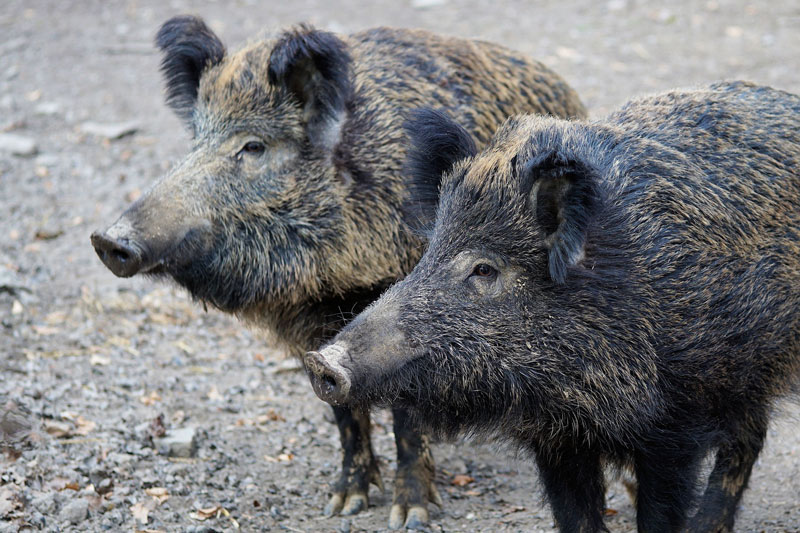 wildschwein-säue