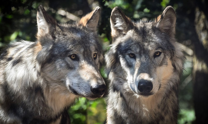 wolf-titel
