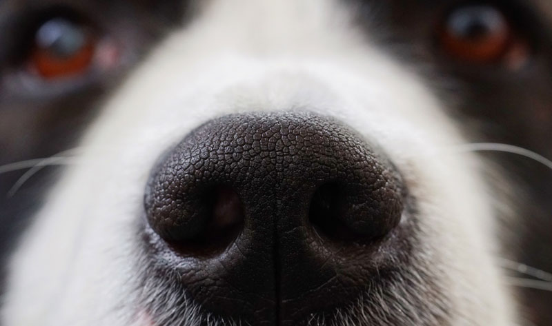 dog-nose