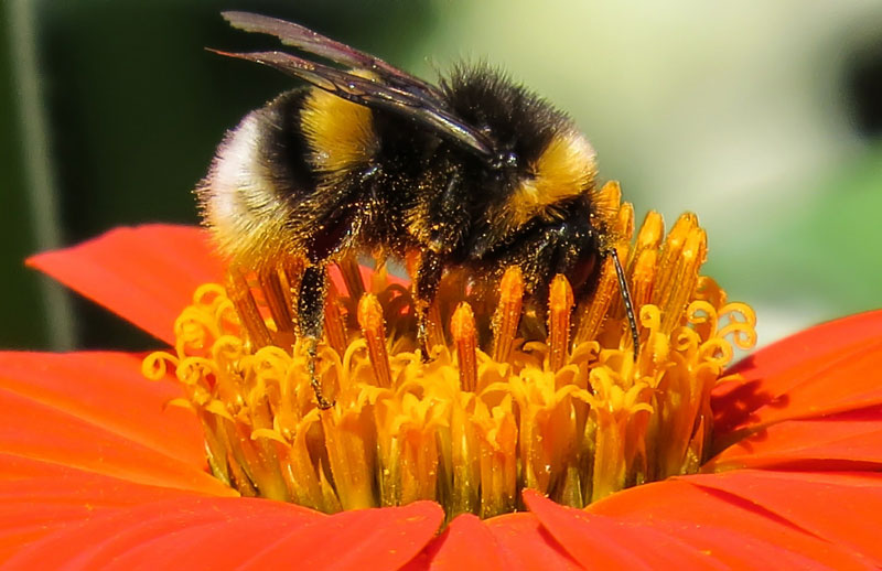 hummel-titel