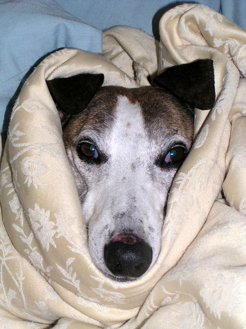 hund-krank