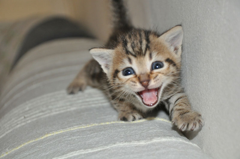 katzenbaby-lacht