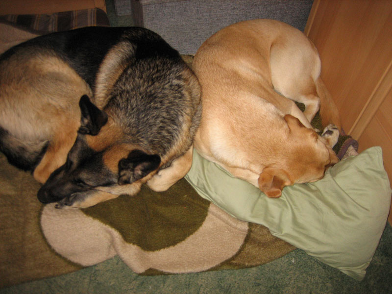lilly-leo