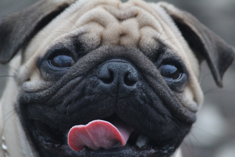 mops