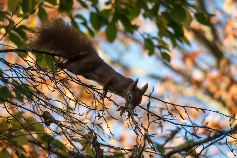 eichhörnchen-baum