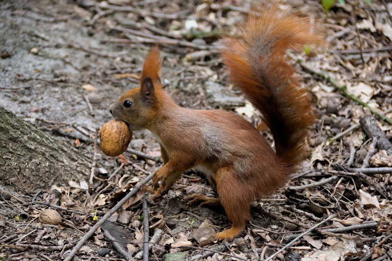 eichhörnchen-nuss