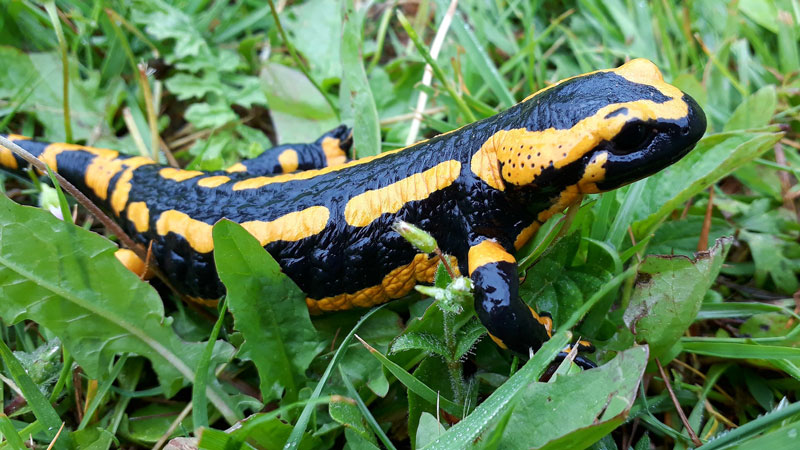 feuersalamander-titel