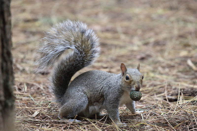 grauhörnchen