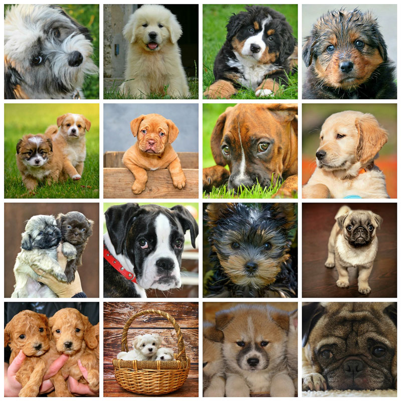 hunde-titel