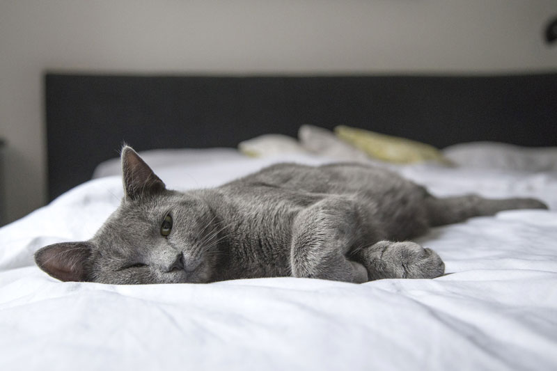 cat-bed