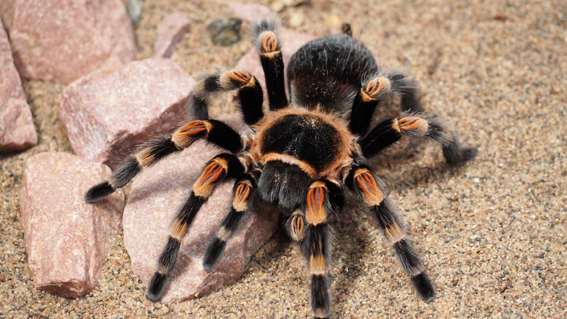 tarantula-titel