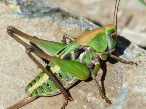 grasshopper-titel