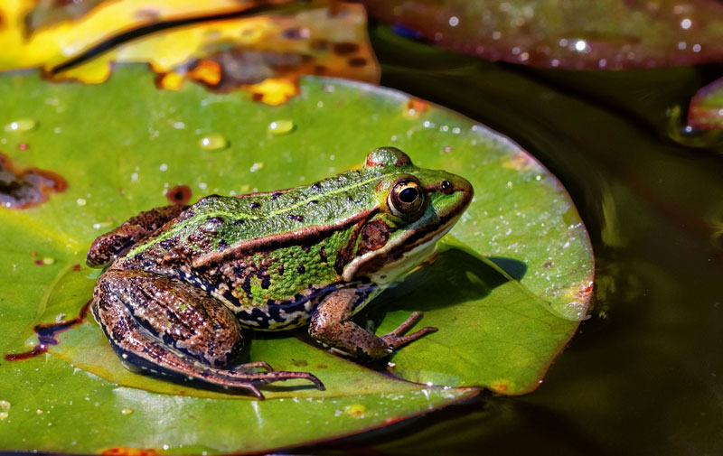 frosch-titel