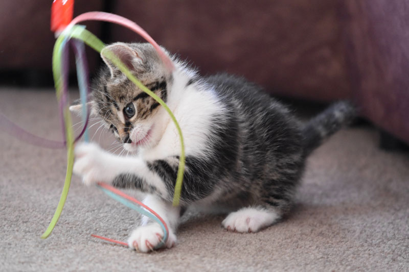 katze-spielt-titel