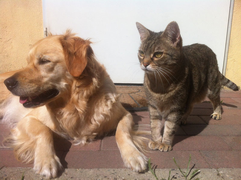 dog-and-cat