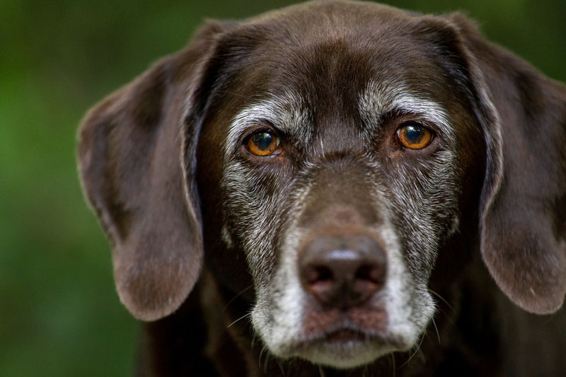 Älterer-Hundesenior