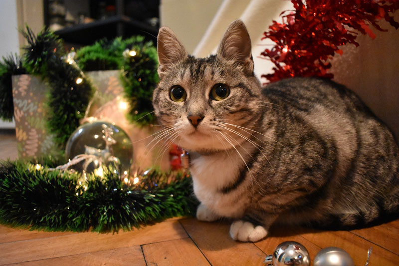 Katze-Weihnachten