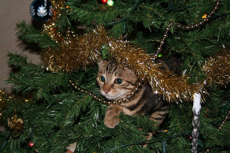 Weihnachtsbaum-Katze